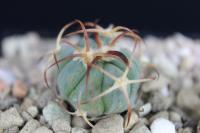 Echinocactus horizonthalonius PD 26.jpg
